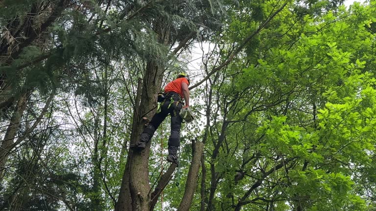 How Our Tree Care Process Works  in  Breese, IL